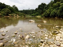Thanh Hóa: Cá chết nổi trắng trên sông Âm