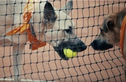 Chó vô chủ thành trợ thủ nhặt bóng tại giải Brazil Open