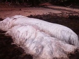 Kinh hãi sinh vật lông lá khủng trôi dạt vào bờ biển Philippines