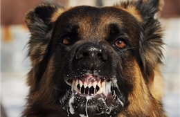 Chuyên gia Mỹ dạy cách ứng phó khi bị chó dữ tấn công