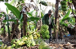Nông dân Tây Ninh lao đao vì trồng chuối già Nam Mỹ