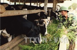 Bến Tre phát triển đàn bò sữa