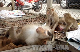 Giải cứu 13 con khỉ bị nuôi nhốt lâu năm