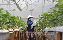 Trồng dâu tây Nhật Bản công nghệ cao tại Đà Lạt