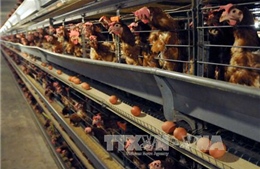 Kế hoạch giám sát an toàn thực phẩm đối với thịt gà chế biến xuất khẩu