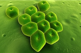 Công bố 12 siêu vi khuẩn đáng lo ngại nhất