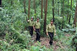  Phối hợp để quản lý bảo vệ rừng hiệu quả