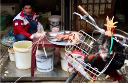Không để cúm A (H7N9) xâm nhập vào Hà Nội