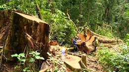 Lãnh đạo chính phủ yêu cầu xử lý vụ ‘săn gỗ trừ tà’, ‘công khai phá rừng phòng hộ’