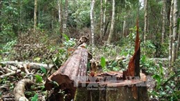Phát hiện vụ phá rừng phòng hộ tại Đăk Hà, Kon Tum 