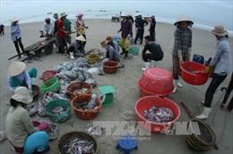 Cà Mau: Hàng chục hộ dân trình báo bị lừa tiền tỷ thu mua thủy sản