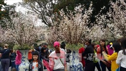 150 cây và 7.000 cành hoa anh đào trưng bày gần hồ Hoàn Kiếm
