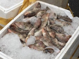 33 thùng xốp đựng hải sản nghi nhập lậu từ Trung Quốc