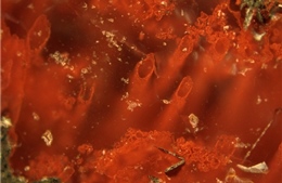 Phát hiện dấu vết cổ xưa nhất về sự sống trên Trái Đất 