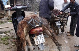 Nhiều gia súc bị chết do rét đậm, rét hại ở Lào Cai