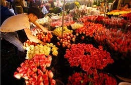 Cận kề ngày 8/3, dạo chợ Quảng An ngắm hoa muôn sắc