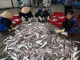 Bình Thuận tăng cường kiểm tra, ngăn chặn việc dùng chất nổ đánh bắt hải sản