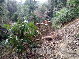Người dân ngang nhiên chặt phá rừng Quảng Trị