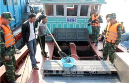  6.000 con cá song giống nhập lậu vào Quảng Ninh