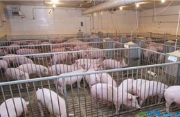 Tập đoàn Hòa Phát sẽ cung cấp lợn giống cho thị trường vào năm 2018