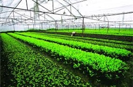Bình Thuận xây dựng trung tâm cung ứng nông sản sạch 
