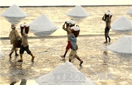 Diêm dân Bạc Liêu vui mừng vì giá muối tăng mạnh 