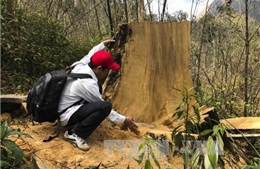 Điện Biên khẩn trương ngăn chặn khai thác trái phép gỗ pơ mu 
