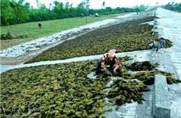 Phát triển bền vững nghề nuôi trồng rong biển