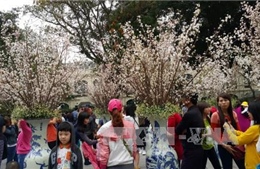 Triển lãm hoa anh đào tại Hà Nội sẽ trưng bày 12.000 cành anh đào 
