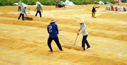 Sản xuất lúa gạo theo chuỗi để tăng giá trị xuất khẩu