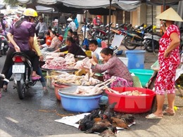 Giá gà tại Tiền Giang giảm sâu, người nuôi gặp khó