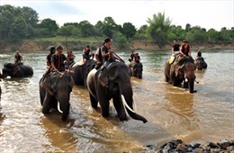 Quảng Nam đầu tư hơn 128 tỷ đồng để bảo tồn loài và sinh cảnh voi