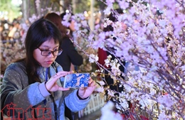Hoa anh đào Nhật Bản lung linh khoe sắc ở Hà Nội