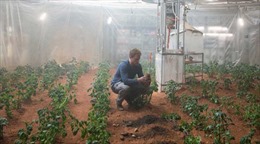 Triển vọng trồng khoai tây trên Sao Hỏa