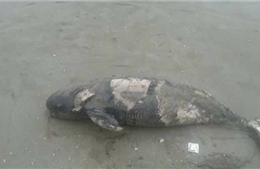 Phát hiện xác hai con cá heo dạt vào bờ biển xã Tĩnh Hải, Thanh Hóa