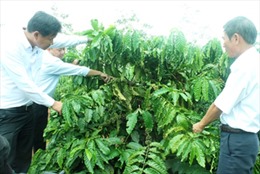 Hơn 10.000 ha cà phê Tây Nguyên được tái canh từ nguồn vốn Agribank