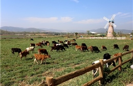 Khánh thành trang trại bò sữa Organic tiêu chuẩn châu Âu của đầu tiên tại Việt Nam