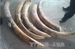 Truy tố đối tượng vận chuyển ngà voi châu Phi trái phép vào Việt Nam
