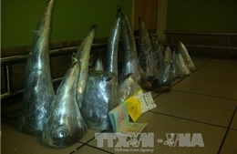 Bắt hơn 100 kg sừng động vật nghi là tê giác tại sân bay Nội Bài