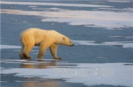Con người chịu trách nhiệm chính làm tan băng tại Bắc Cực