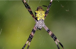 Phát hiện lý thú về loài nhện 