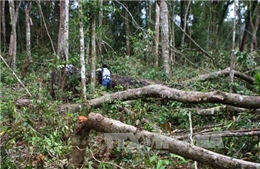 Xử lý nghiêm vụ phá rừng ở Bắc Trà My, Quảng Nam