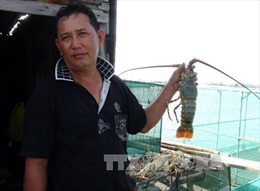 Tôm, cá chết hàng loạt chưa rõ nguyên nhân tại Khánh Hòa