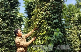 Làm rõ phản ánh Ấn Độ tạm ngừng nhập khẩu một số nông sản Việt Nam 