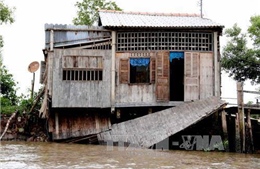 Trên 5.000 hộ dân Cà Mau đối diện nguy cơ sụt lún, sạt lở cao
