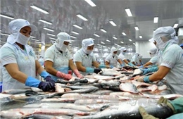 Vượt rào cản thương mại: Cá tra Việt Nam vẫn &#39;bơi&#39; ra thế giới