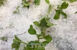 Mưa đá cường độ lớn trên địa bàn giáp ranh 2 tỉnh Điện Biên và Sơn La