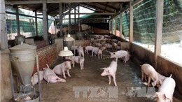 Khổ sở vì ô nhiễm môi trường do chăn nuôi lợn