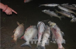 Cá chết hàng loạt tại Lào Cai do bục đường ống nước thải nhà máy phân bón