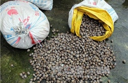 Quảng Ninh tiêu hủy gần 2 tấn thực phẩm không rõ nguồn gốc 